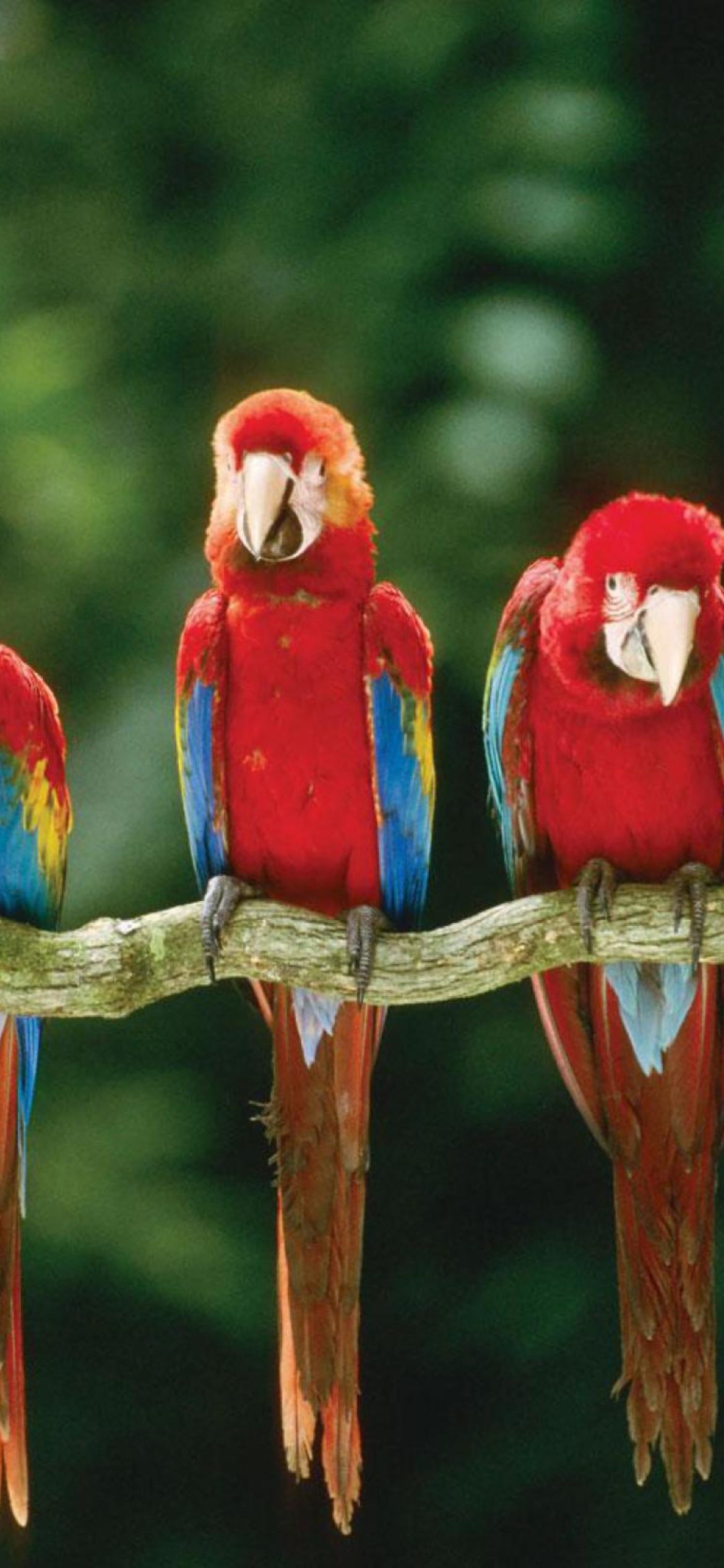 Green Winged Macaw wallpaper 1170x2532