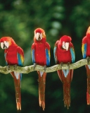 Sfondi Green Winged Macaw 128x160