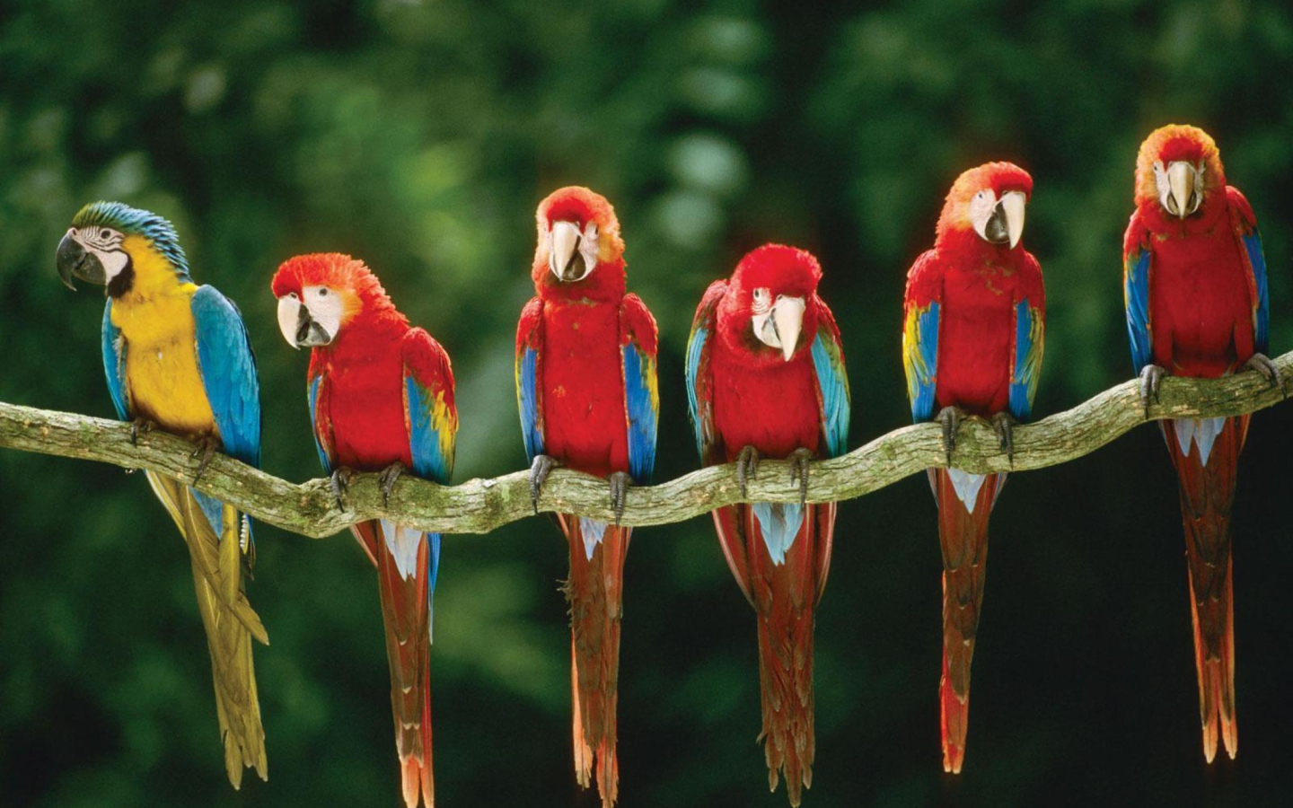 Das Green Winged Macaw Wallpaper 1440x900