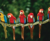 Green Winged Macaw wallpaper 176x144