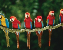 Обои Green Winged Macaw 220x176