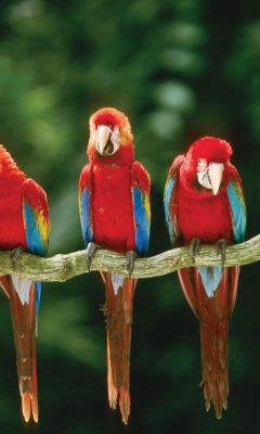 Green Winged Macaw wallpaper 240x400