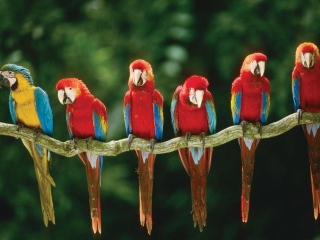 Обои Green Winged Macaw 320x240