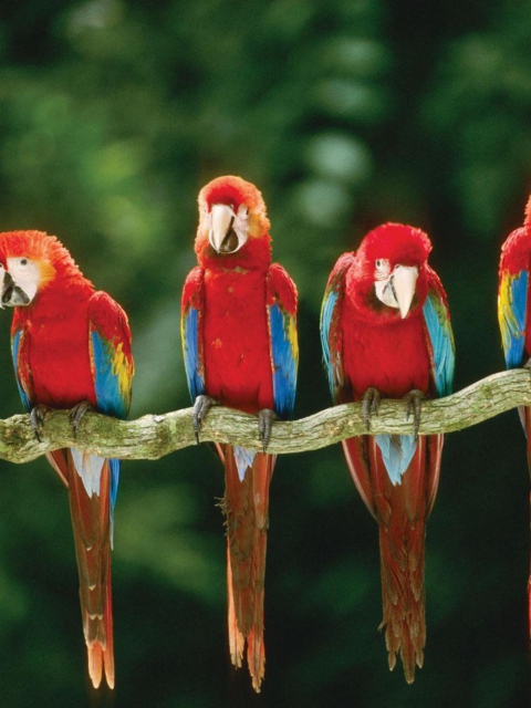 Green Winged Macaw wallpaper 480x640