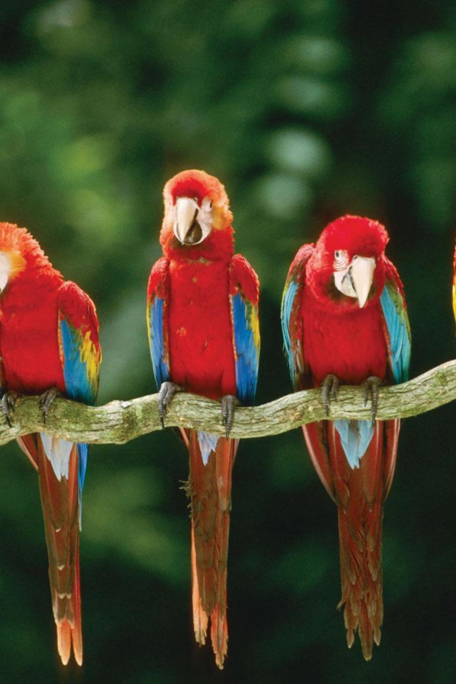 Обои Green Winged Macaw 640x960