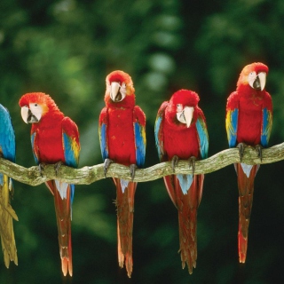 Green Winged Macaw sfondi gratuiti per iPad Air