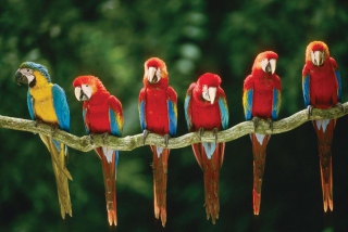 Green Winged Macaw - Obrázkek zdarma 