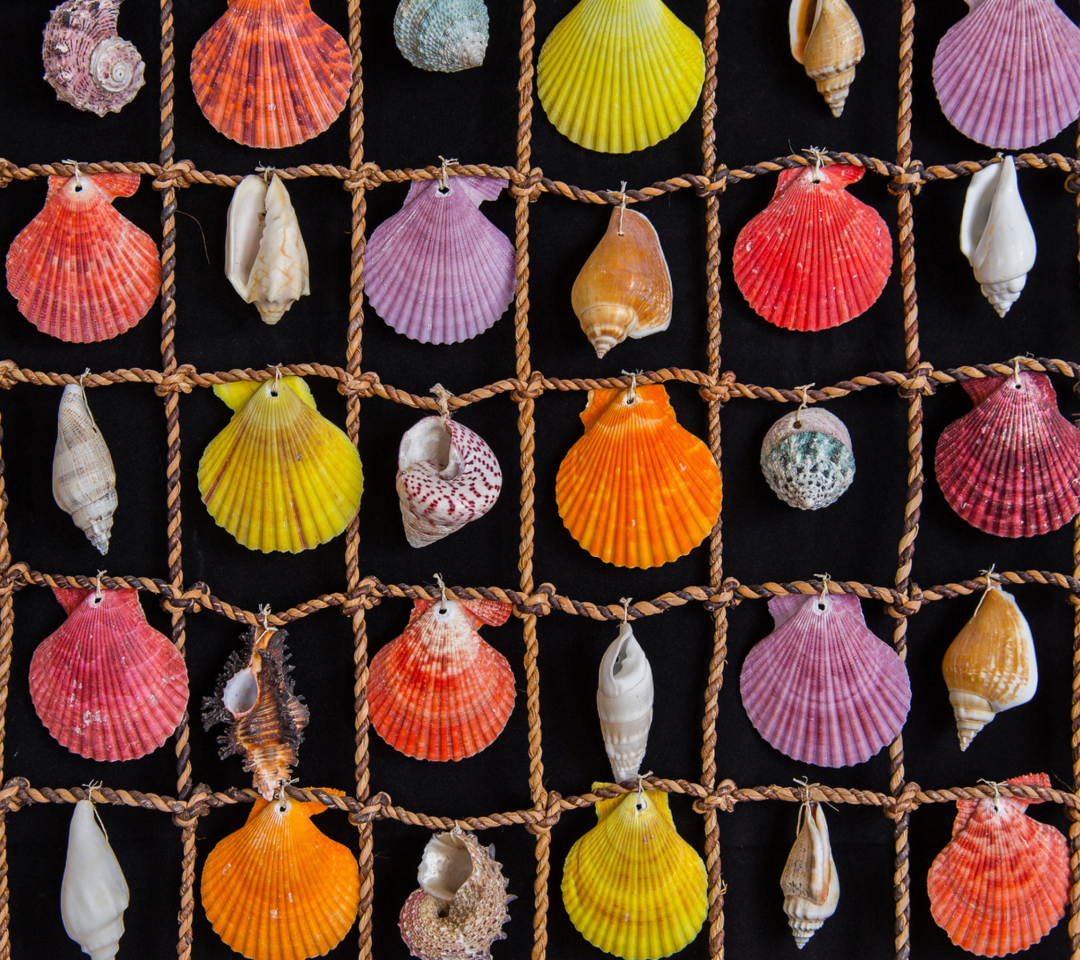 Seashells wallpaper 1080x960