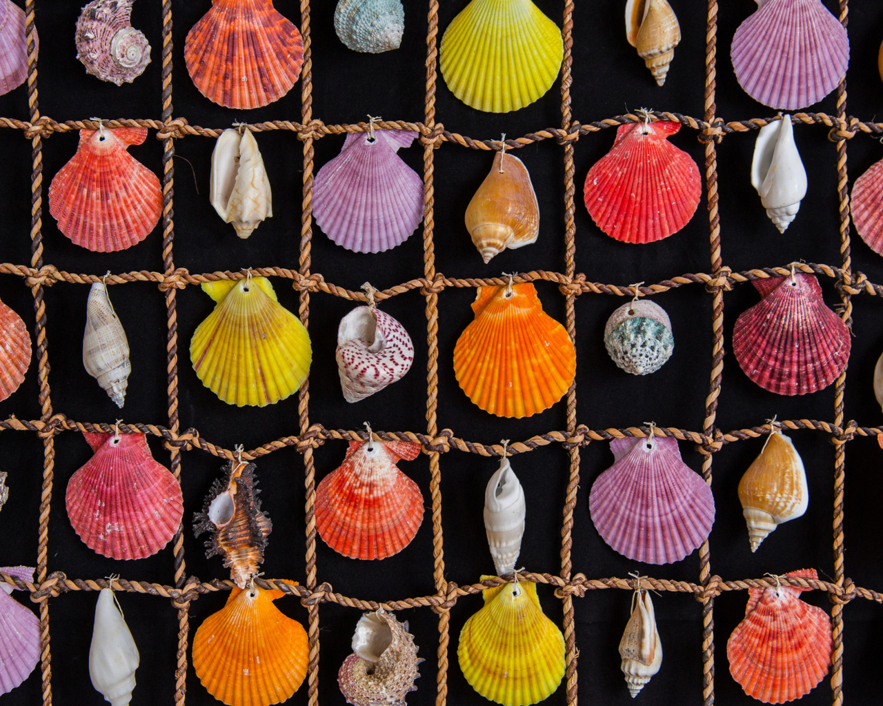 Fondo de pantalla Seashells 1280x1024