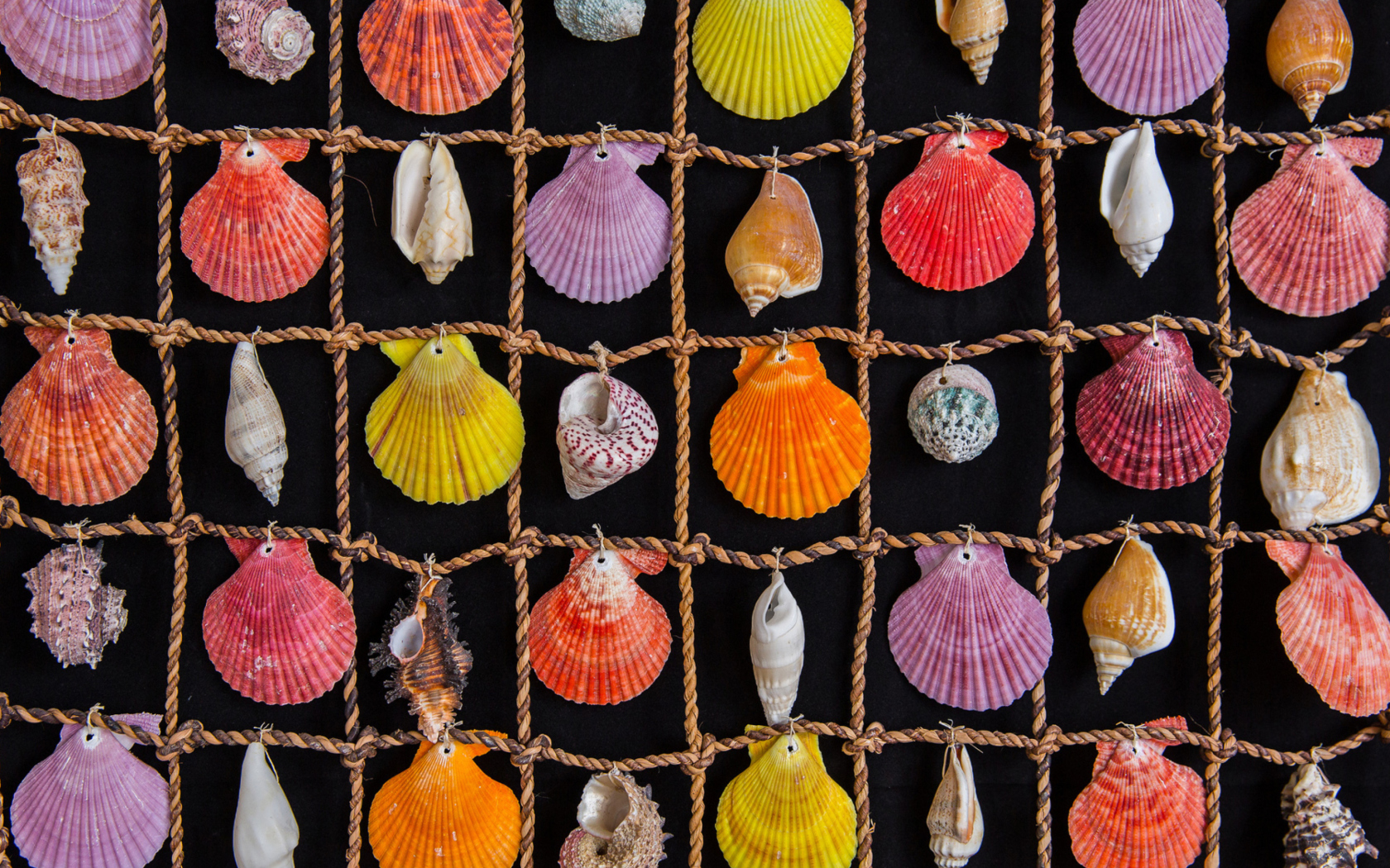 Das Seashells Wallpaper 1680x1050