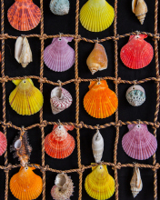 Das Seashells Wallpaper 176x220