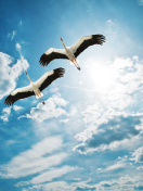 Das Beautiful Heron Flight Wallpaper 132x176