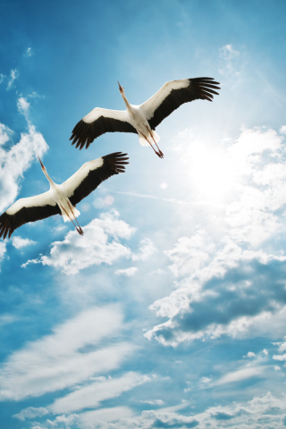 Beautiful Heron Flight screenshot #1 320x480