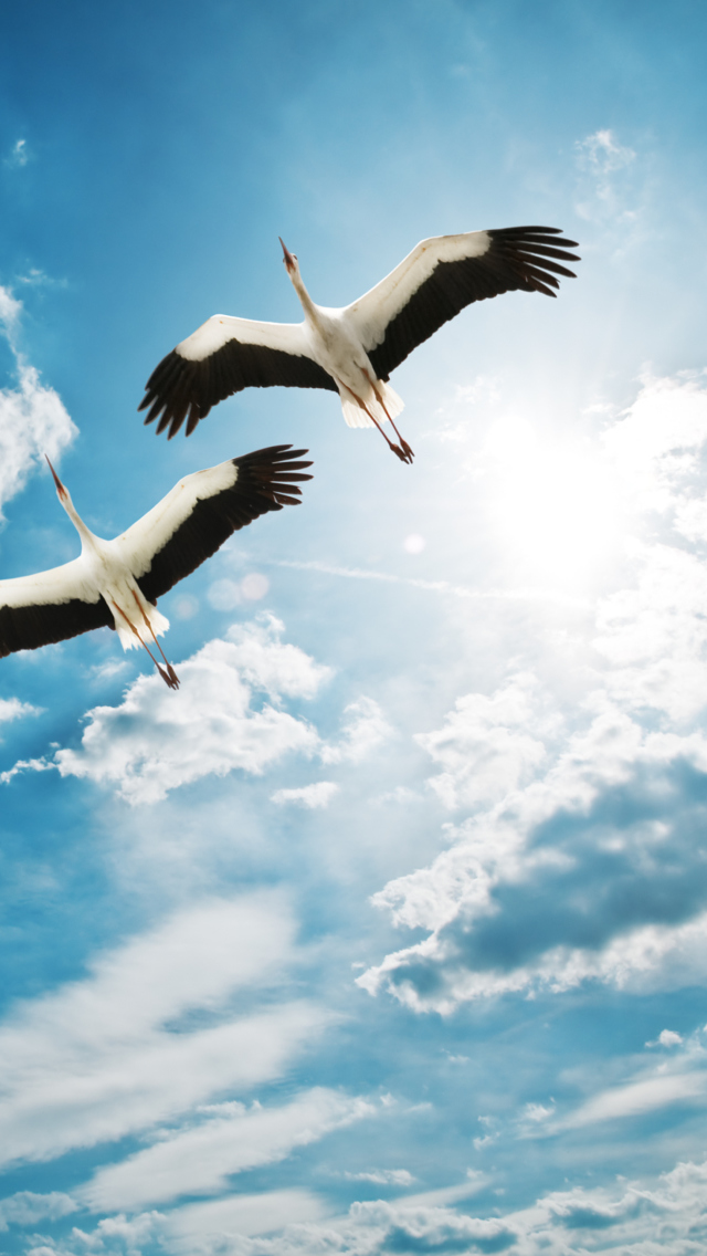 Das Beautiful Heron Flight Wallpaper 640x1136