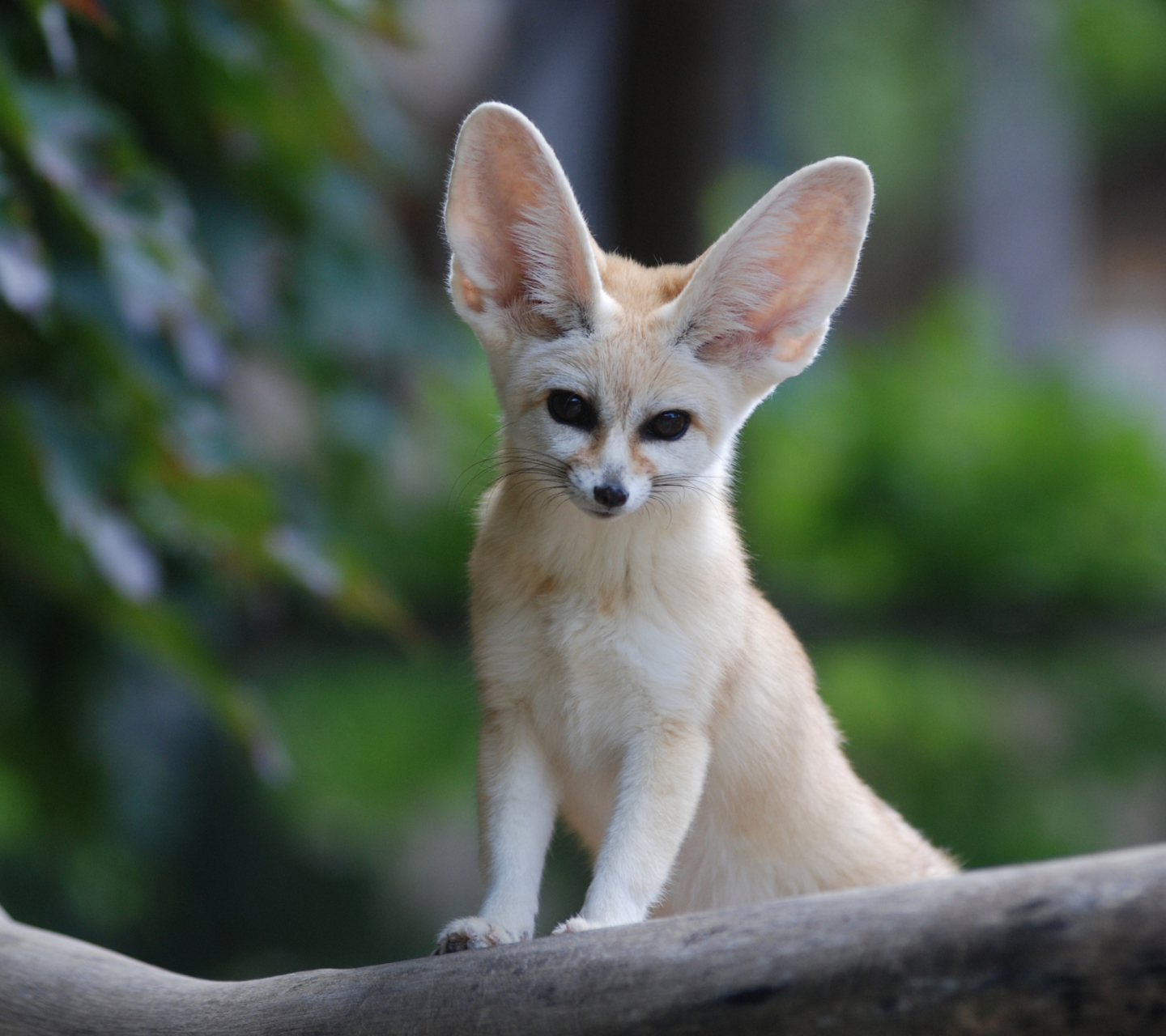 Обои Fennec Fox 1440x1280