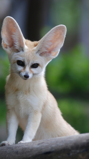 Fennec Fox wallpaper 360x640