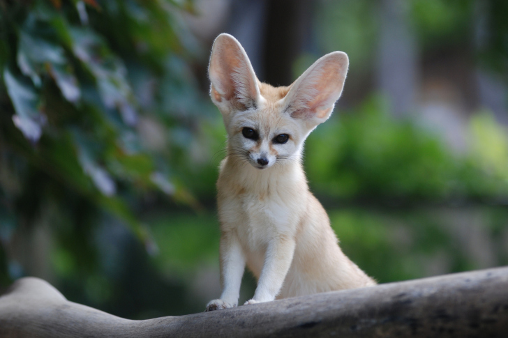 Fondo de pantalla Fennec Fox