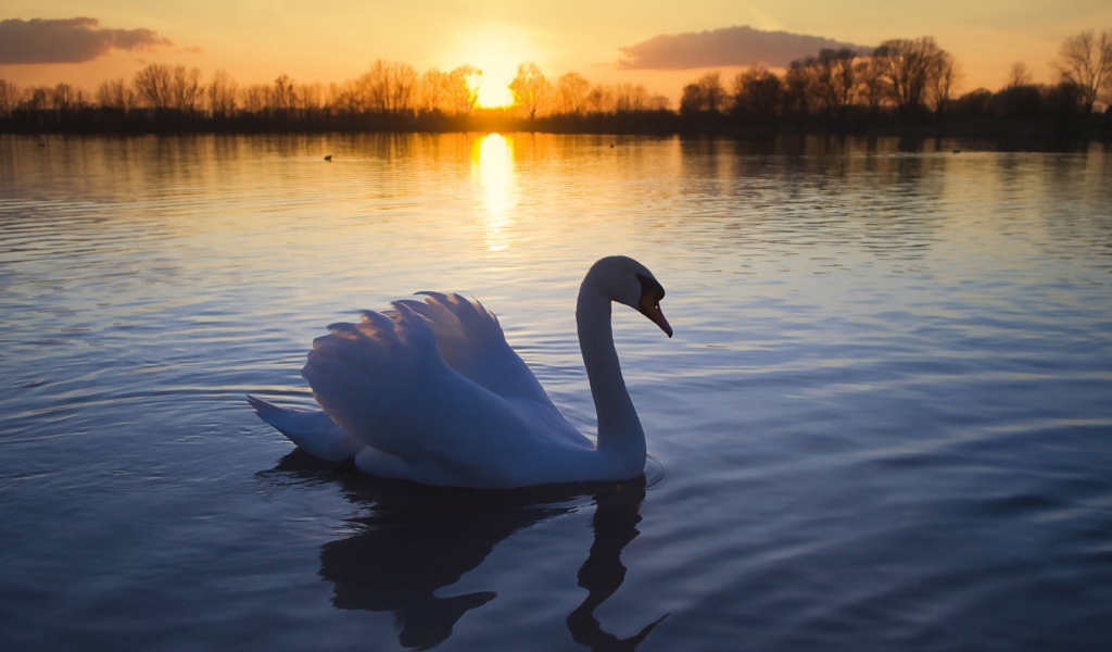 White Swan In The Sunset screenshot #1 1024x600