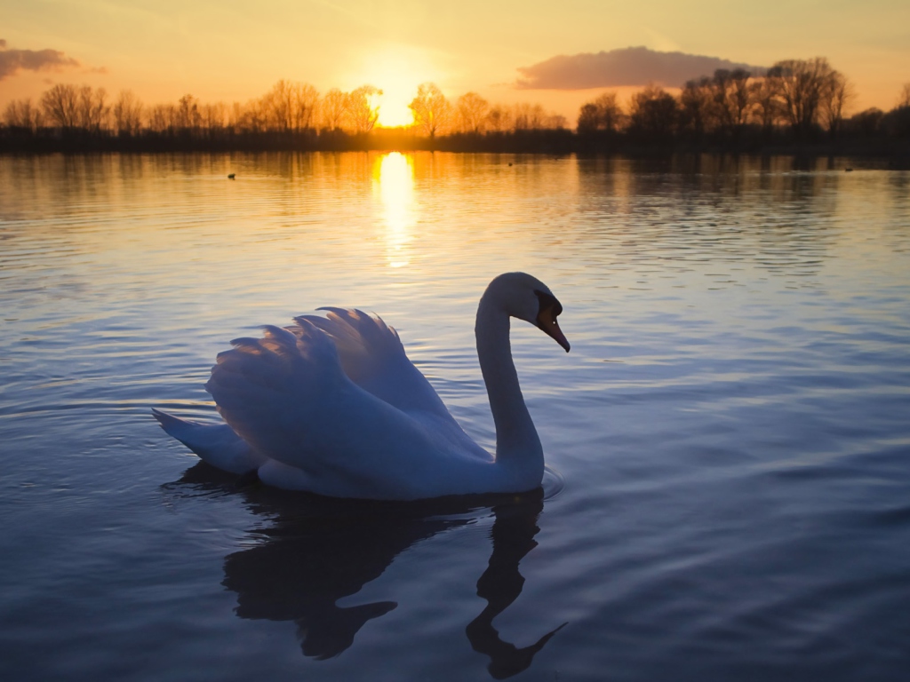 Fondo de pantalla White Swan In The Sunset 1024x768