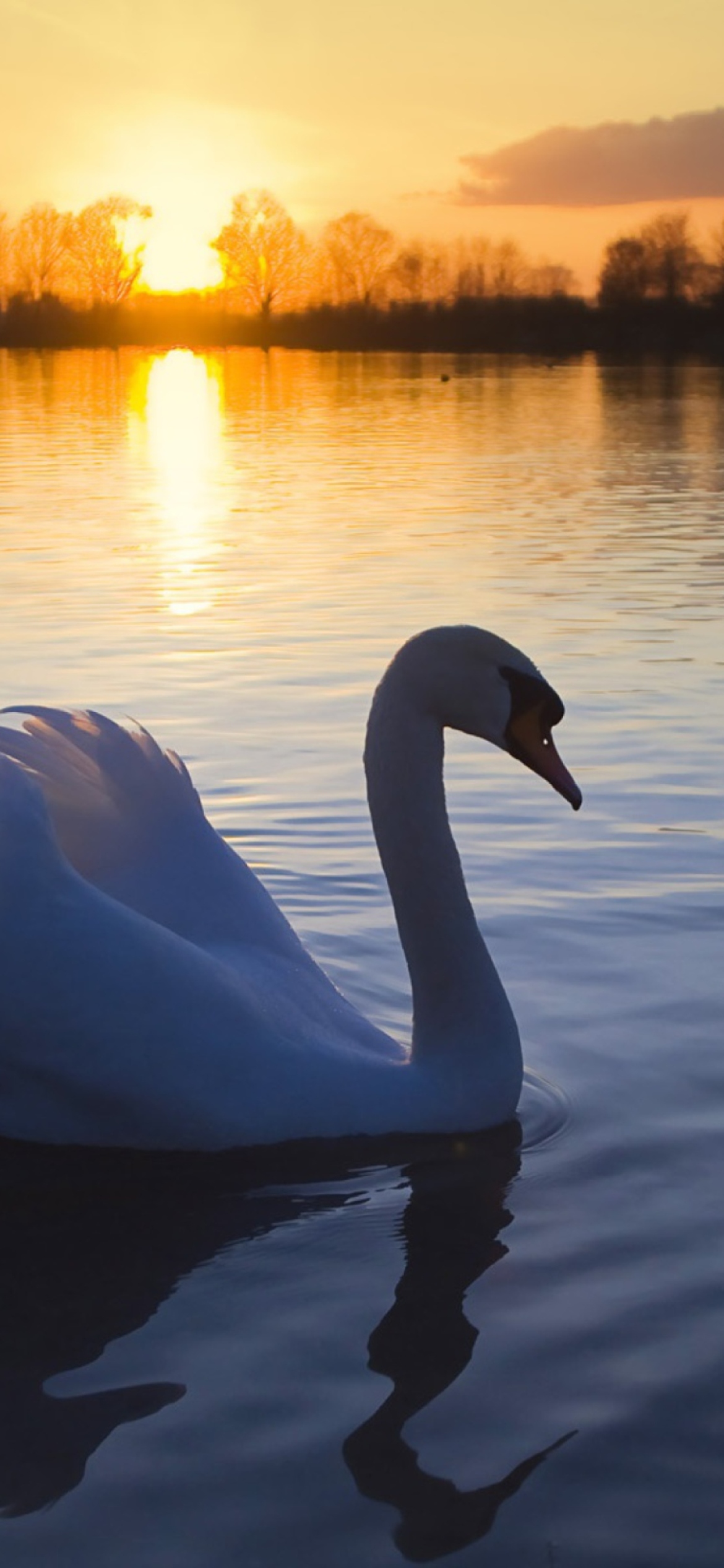Das White Swan In The Sunset Wallpaper 1170x2532