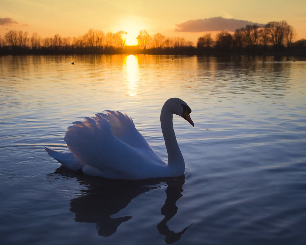 White Swan In The Sunset wallpaper 1280x1024