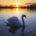 Sfondi White Swan In The Sunset 128x128