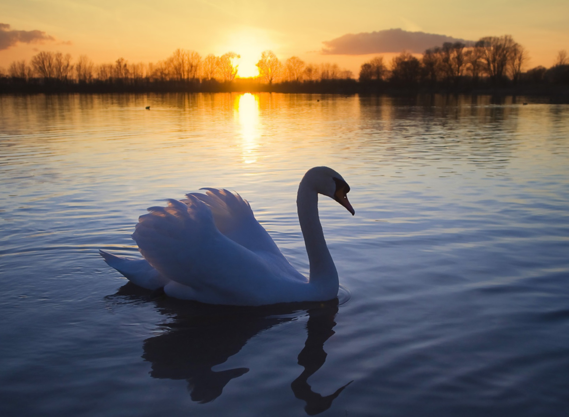 Screenshot №1 pro téma White Swan In The Sunset 1920x1408