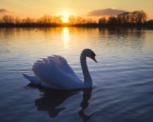 Sfondi White Swan In The Sunset 220x176