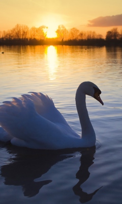 Обои White Swan In The Sunset 240x400