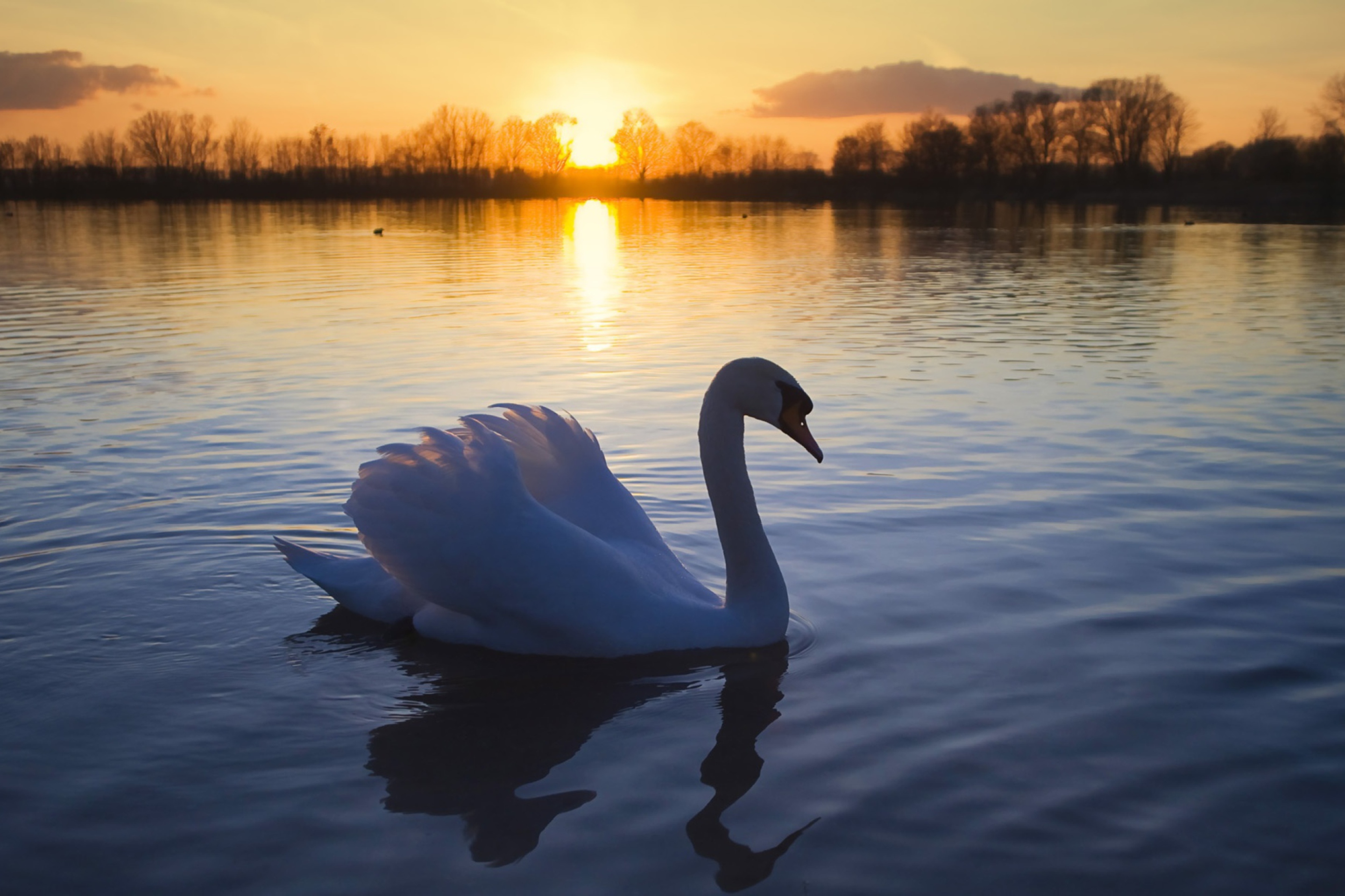 Das White Swan In The Sunset Wallpaper 2880x1920