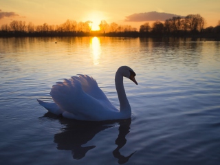 Fondo de pantalla White Swan In The Sunset 320x240