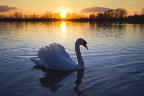 Das White Swan In The Sunset Wallpaper 480x320