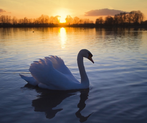 Обои White Swan In The Sunset 480x400