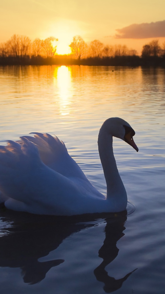 White Swan In The Sunset wallpaper 640x1136
