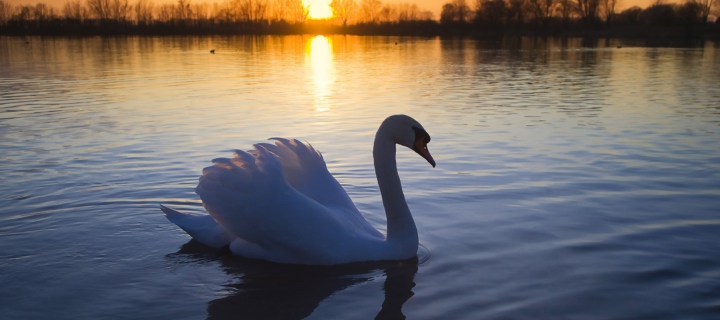 Fondo de pantalla White Swan In The Sunset 720x320