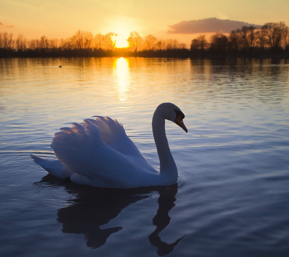 Обои White Swan In The Sunset 960x854