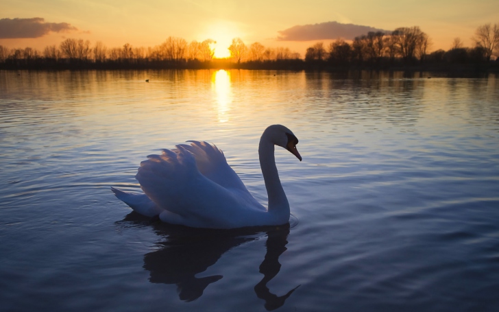 Обои White Swan In The Sunset
