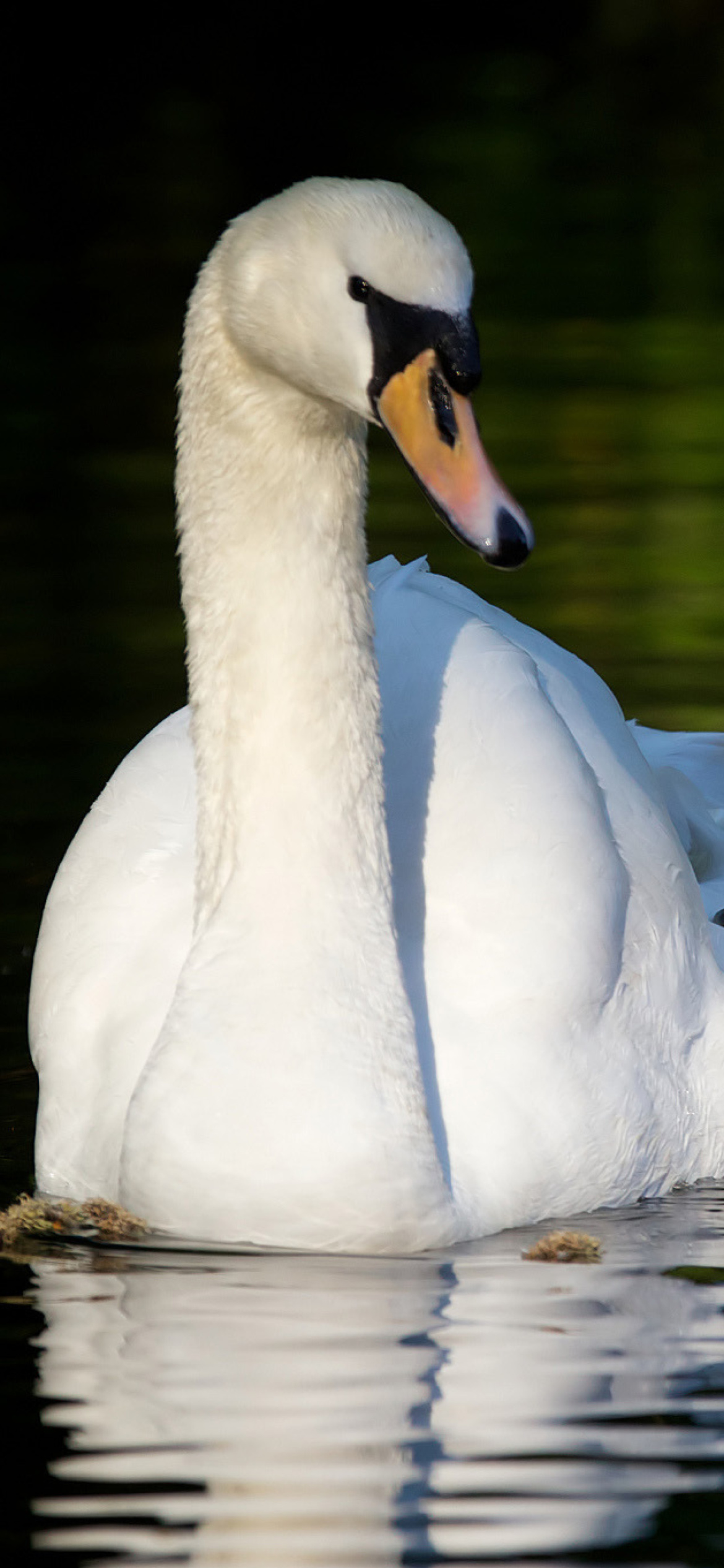Fondo de pantalla Swan and Swanling 1170x2532