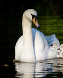 Fondo de pantalla Swan and Swanling 128x160