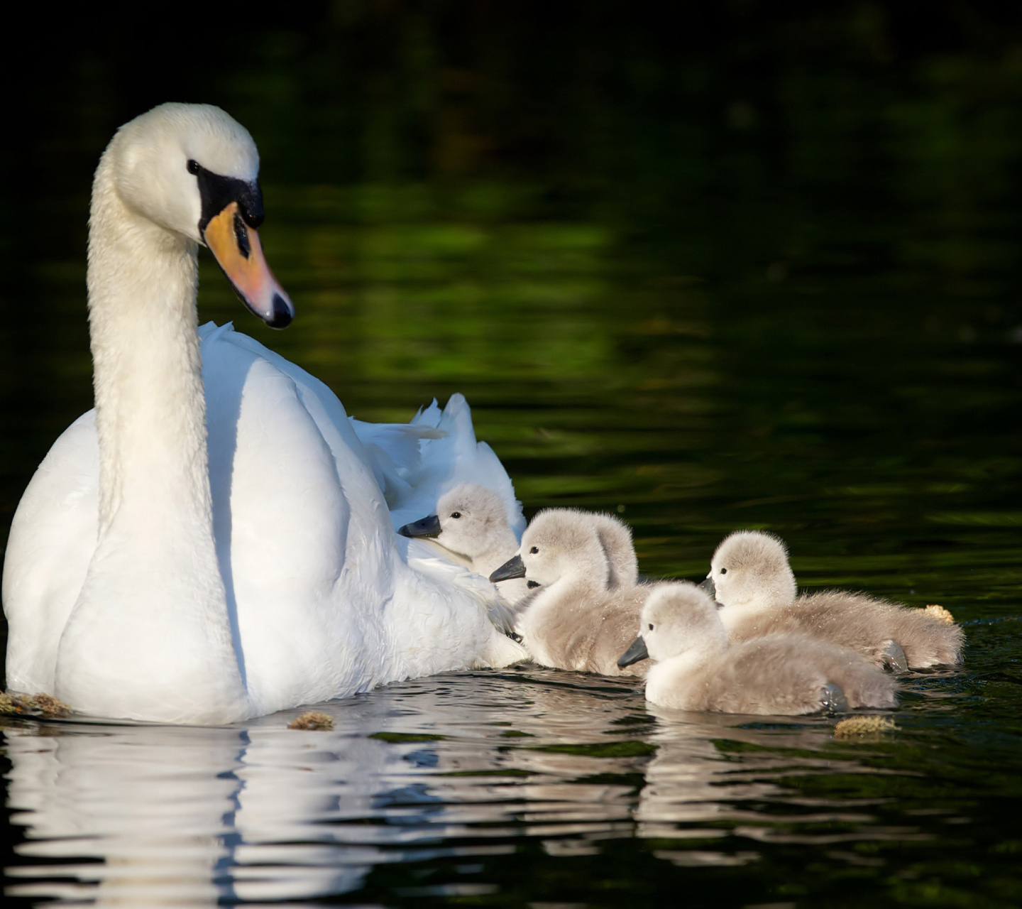 Fondo de pantalla Swan and Swanling 1440x1280