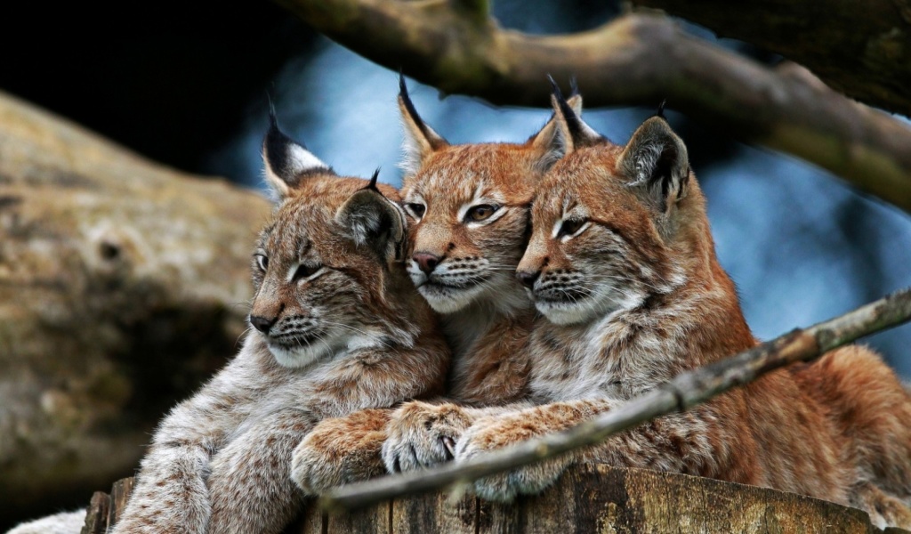 Lynx Family wallpaper 1024x600