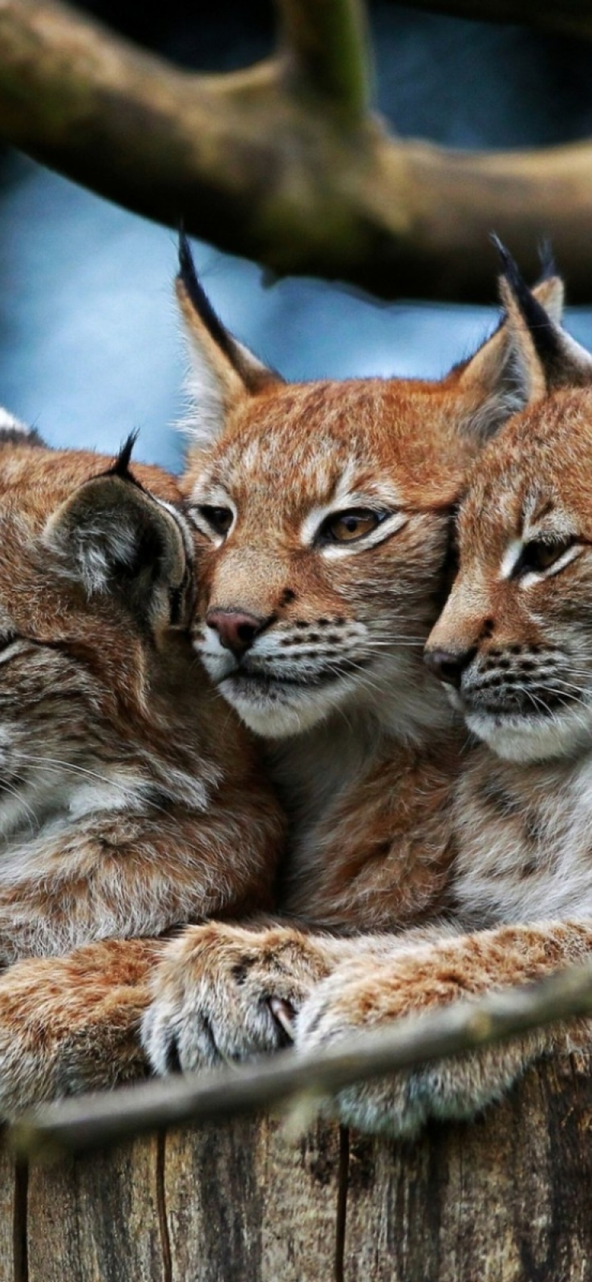 Обои Lynx Family 1170x2532