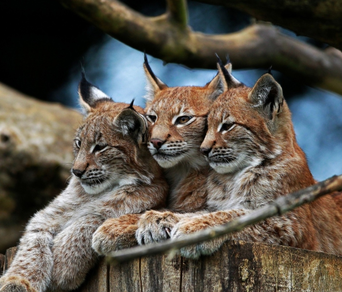 Sfondi Lynx Family 1200x1024