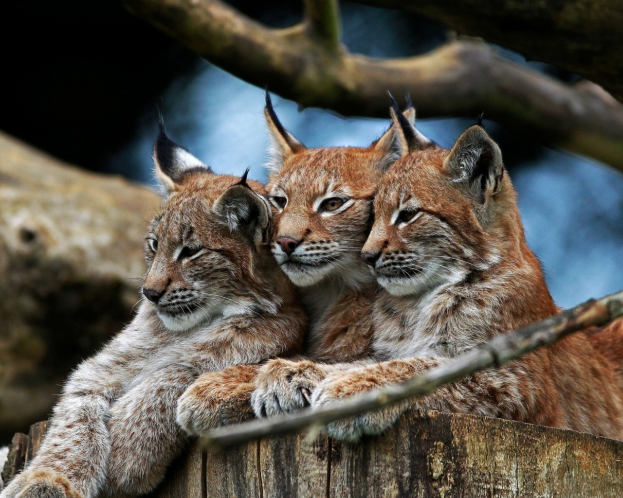 Das Lynx Family Wallpaper 1280x1024