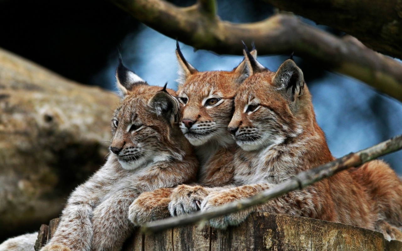 Обои Lynx Family 1280x800