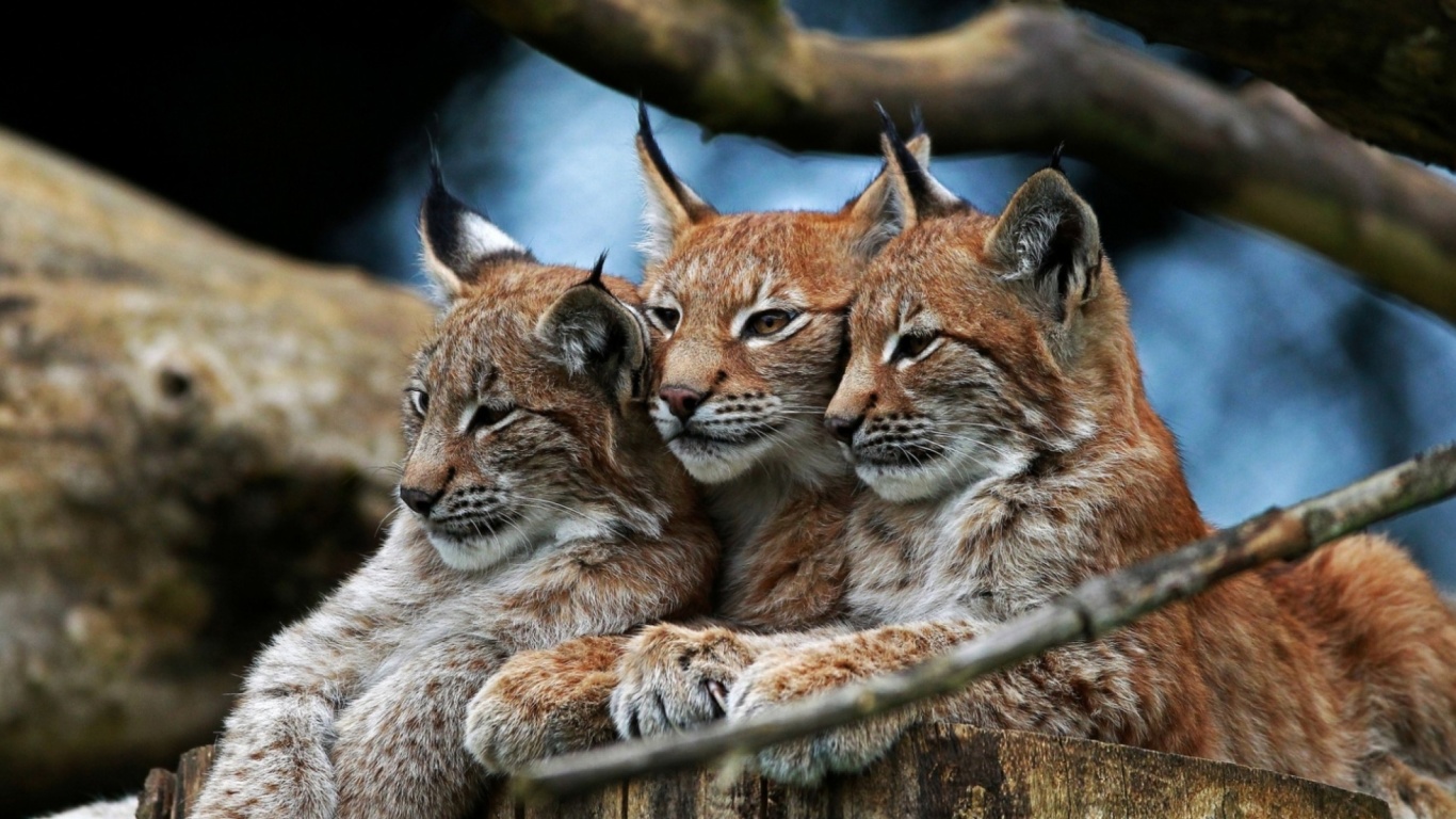 Das Lynx Family Wallpaper 1366x768