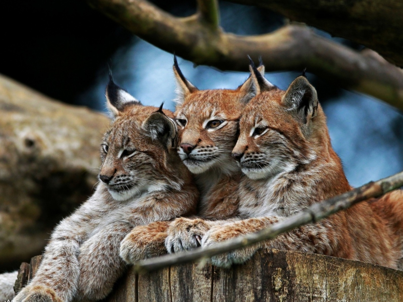 Lynx Family wallpaper 1400x1050