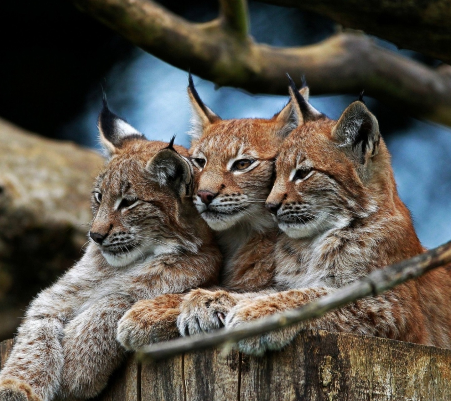 Sfondi Lynx Family 1440x1280