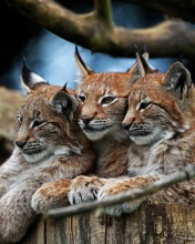 Обои Lynx Family 176x220