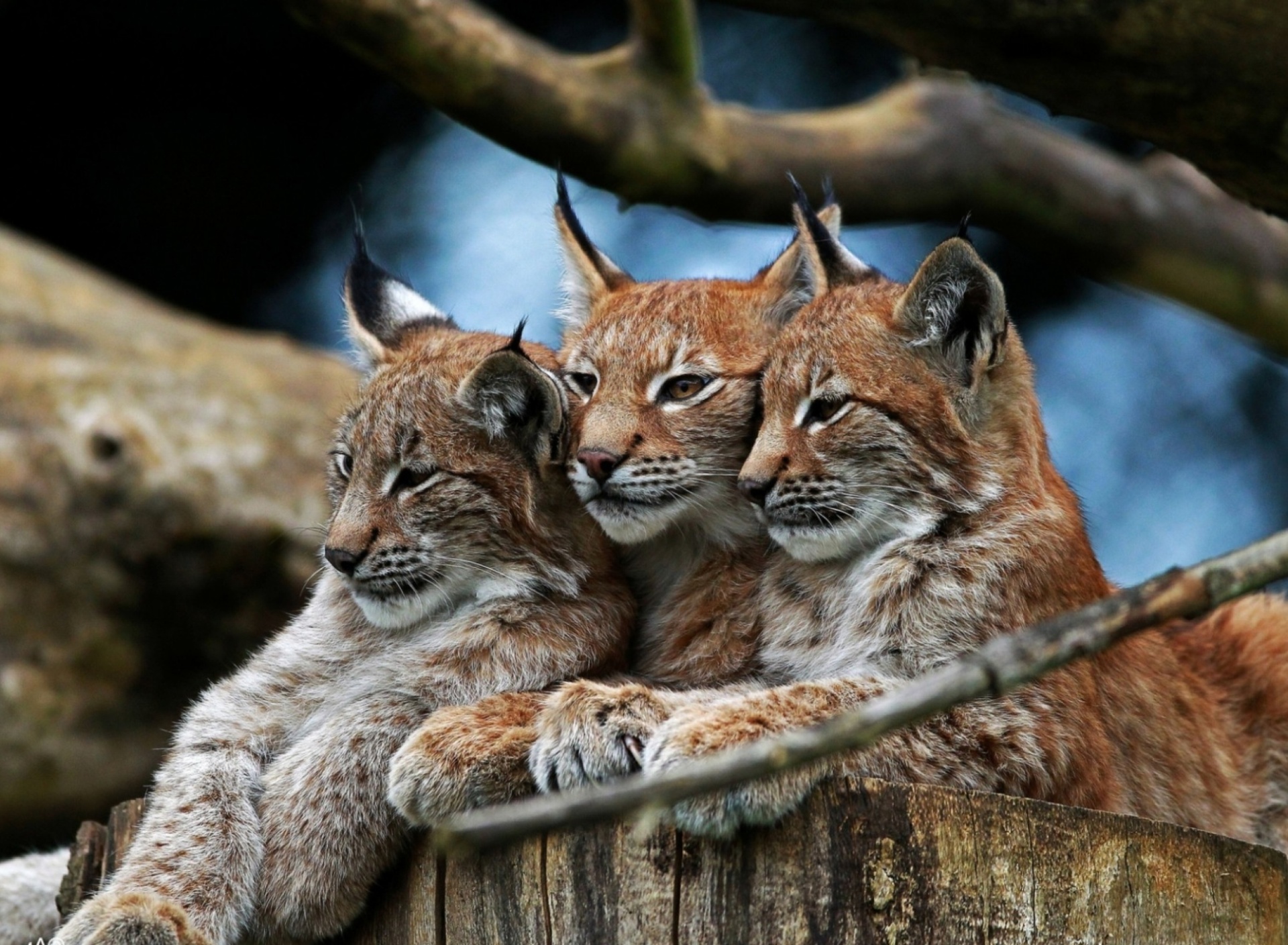 Sfondi Lynx Family 1920x1408
